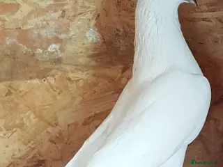 Mixed Breed birds For sale - Advert 1