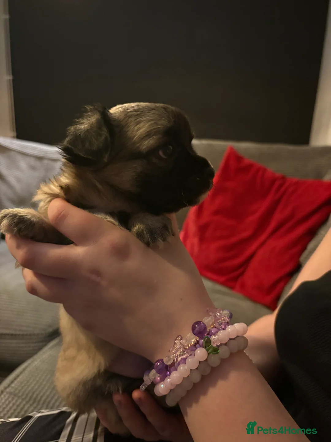 Chihuahua dogs for sale: Gorgeous Long hair chihuahua pups - Advert 6