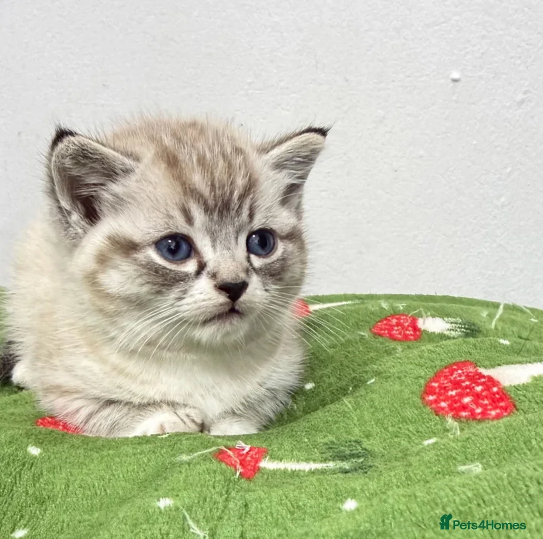 British Shorthair cats for sale: British Shorthair Kitten  in Barking - Advert 1