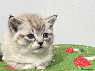 British Shorthair cats British Shorthair Kitten - Advert 1