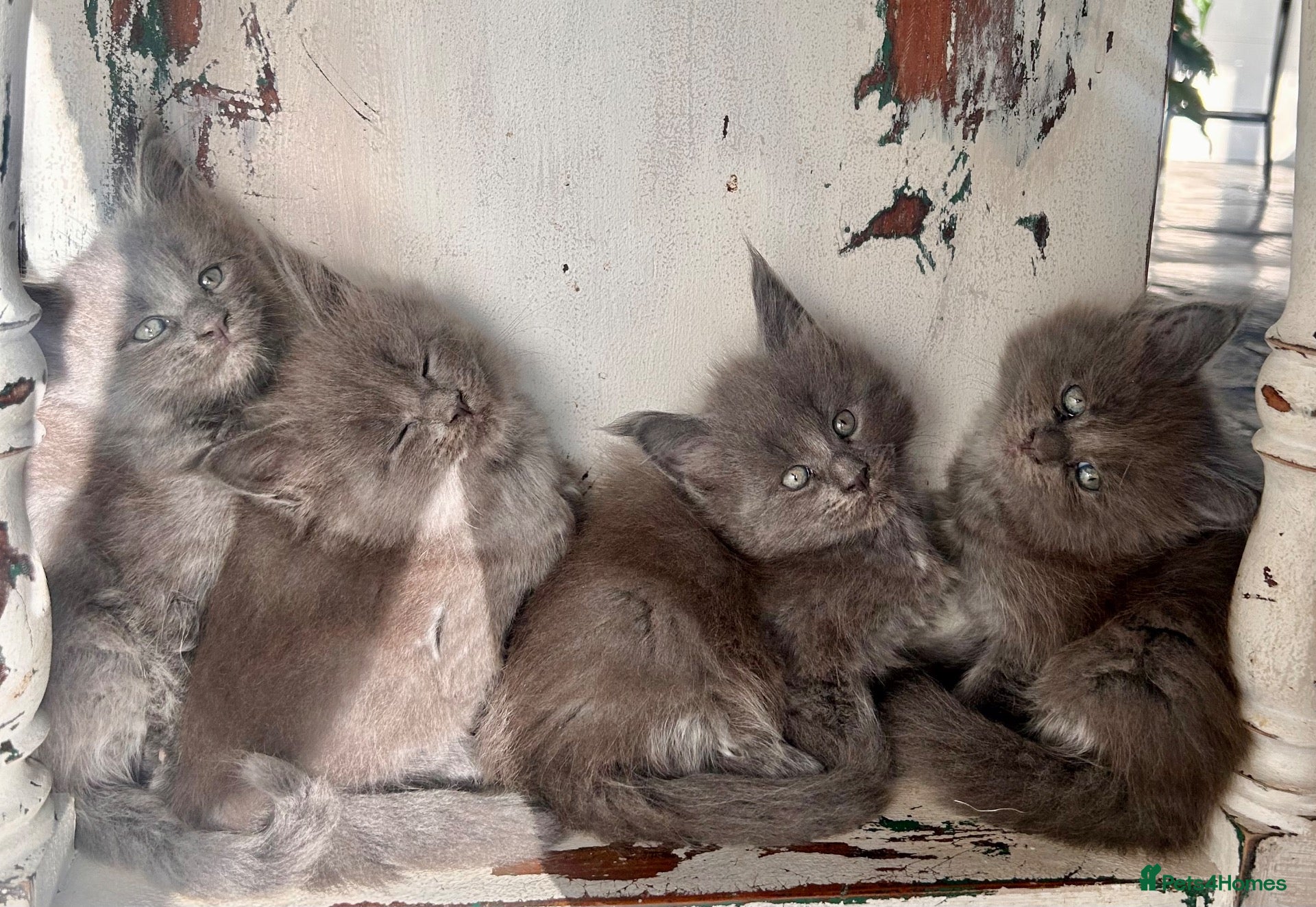 Maine Coon cats Rare Blue Smoke Maine Coon Kittens – Exceptional  - Advert 4