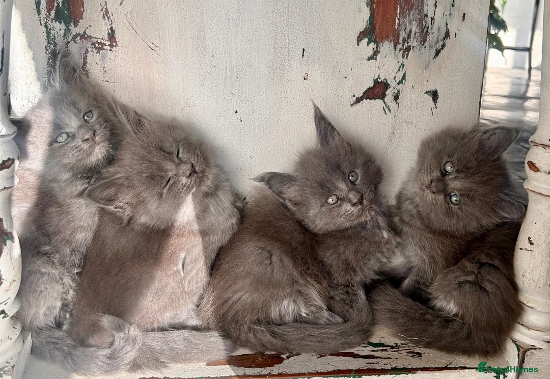 Maine Coon cats for sale: Rare Blue Smoke Maine Coon Kittens – Exceptional  - Advert 1
