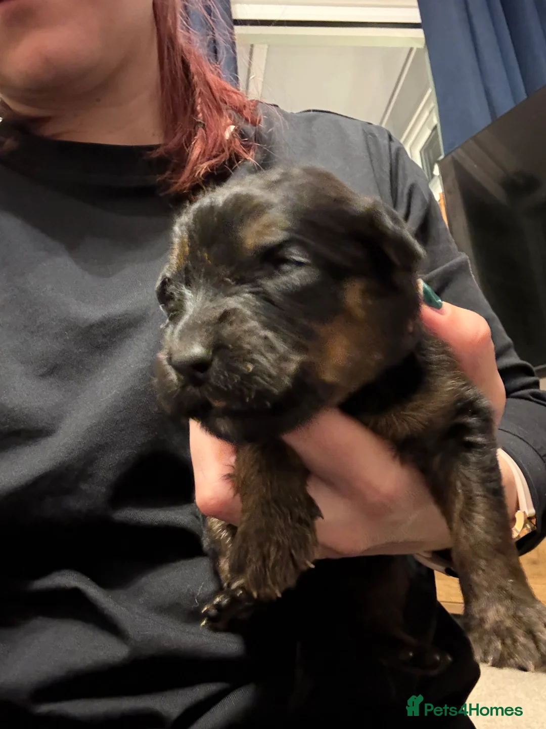 Mixed Breed dogs for sale: Shepweiler Puppies (GSD x Rottie) - Advert 17