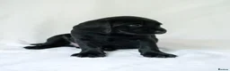 Labrador Retriever dogs for sale: KC Labrador Puppies - Licensed Breeder READY NOW - Advert 15