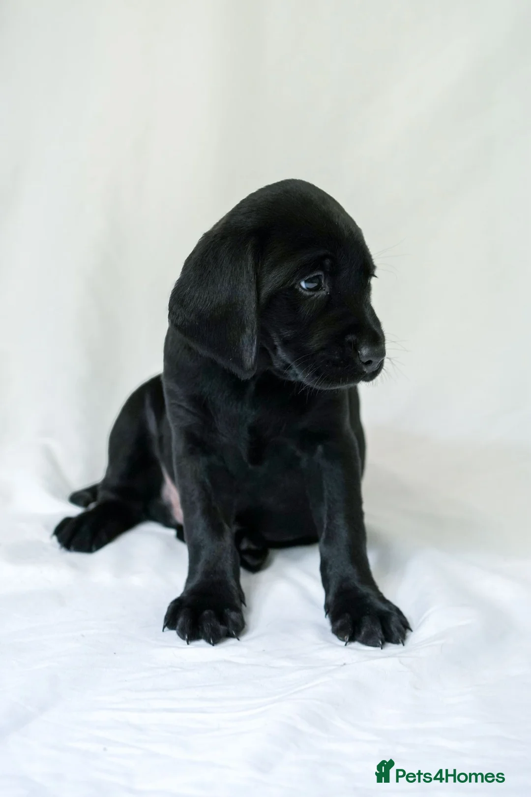 Labrador Retriever dogs for sale: KC Labrador Puppies - Licensed Breeder READY NOW - Advert 15