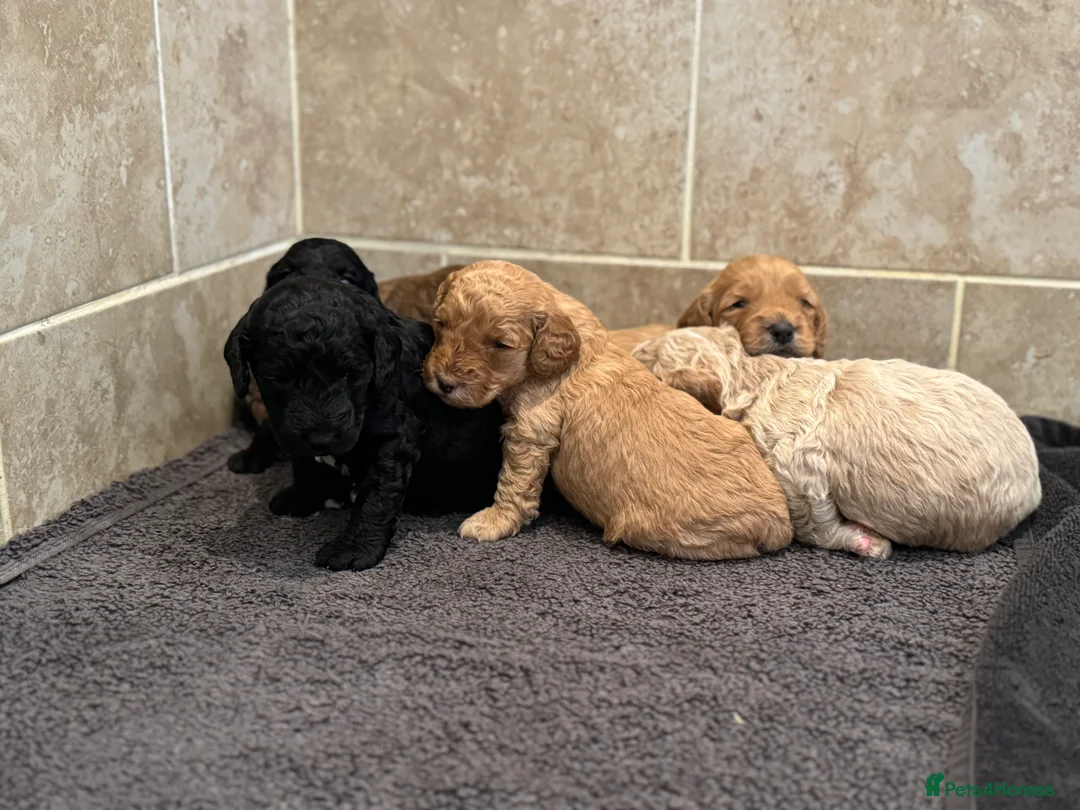 Cockapoo dogs for sale: Ready now!!Beautiful mini cockapoo puppy’s🩷🩵 - Advert 30