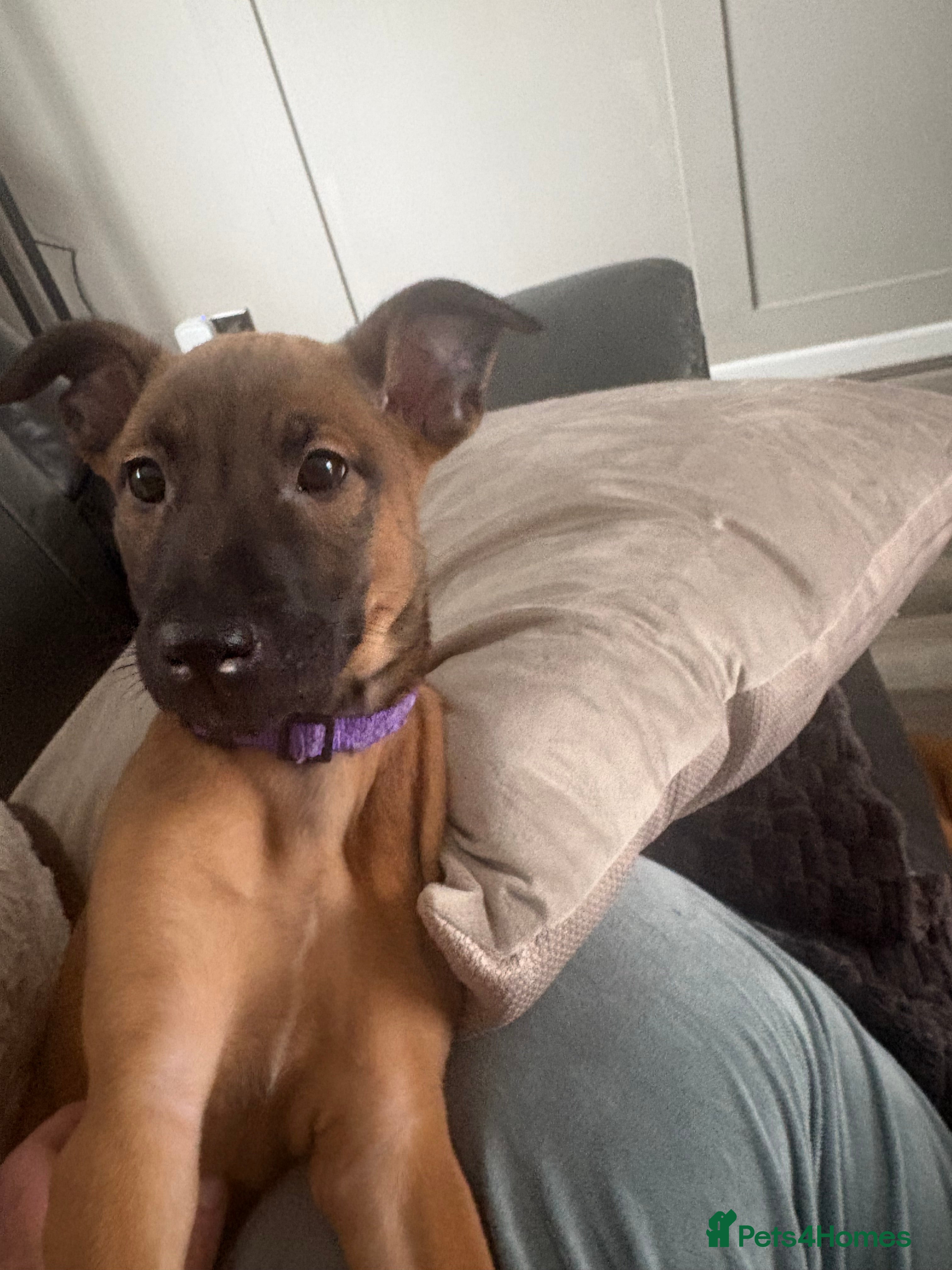 Mixed Breed dogs Belgian mali cross bullgreyhound PUPPIES  - Advert 9