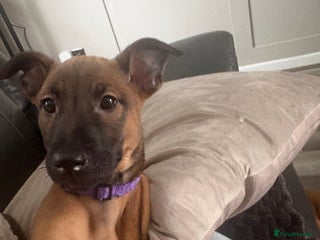 Mixed Breed dogs Belgian mali cross bullgreyhound PUPPIES - Advert 2