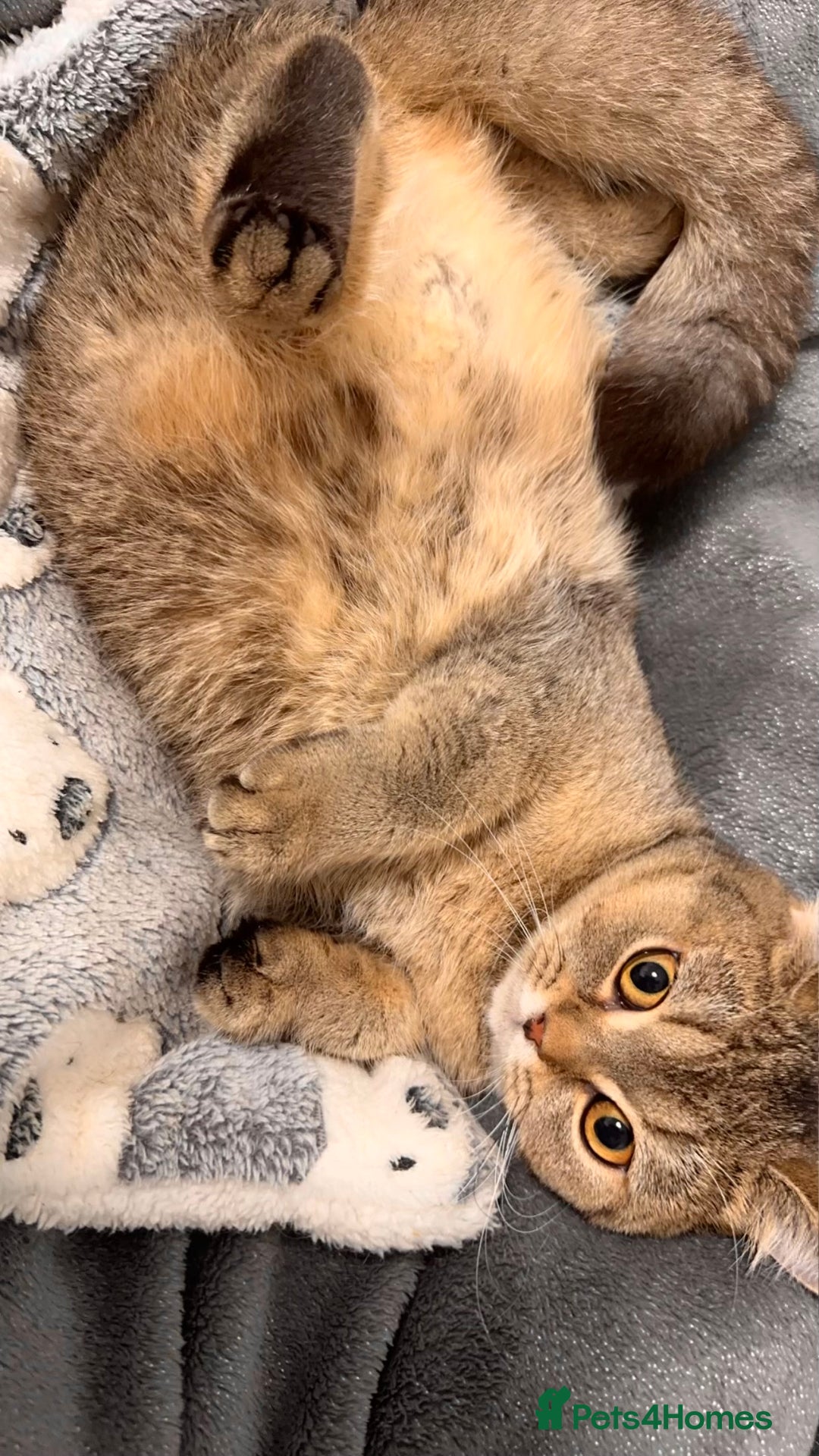 British Shorthair cats for sale: Female NY25 Golden Shaded British Shorthair Kitten in Birmingham - Image 1