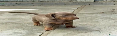 Miniature Dachshund 3