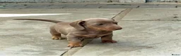 Miniature Dachshund dogs for sale: Outstanding Litter of Miniature dachshund puppies  - Advert 4
