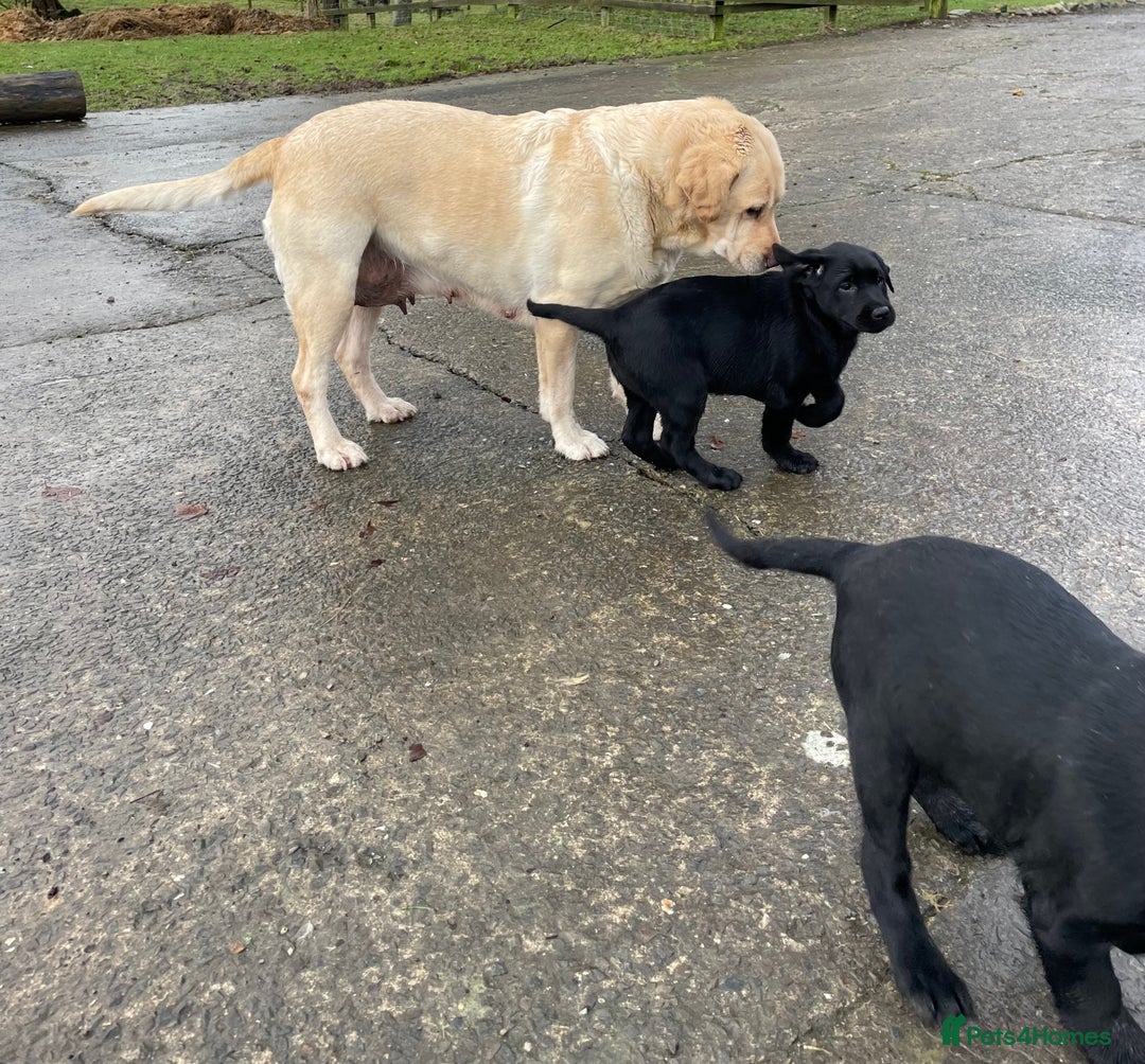 Labrador Retriever dogs for sale: 2 girls  - Advert 8