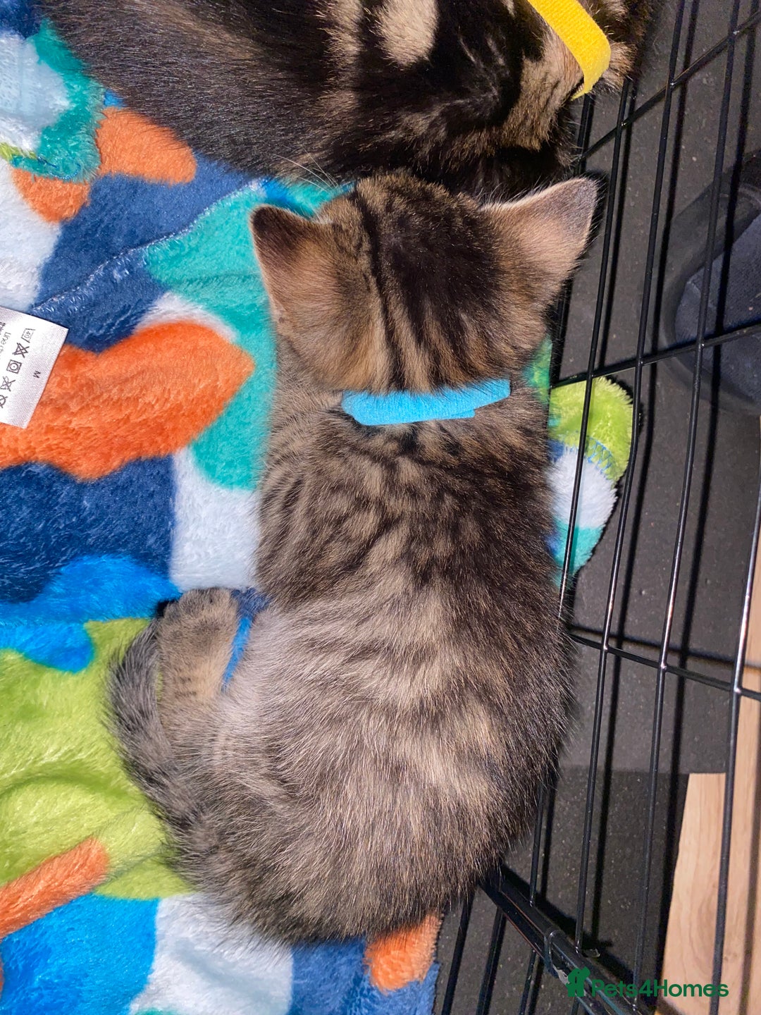 Bengal cats for sale: Litter of five stunning bengal/tabby mix kittens  - Image 20