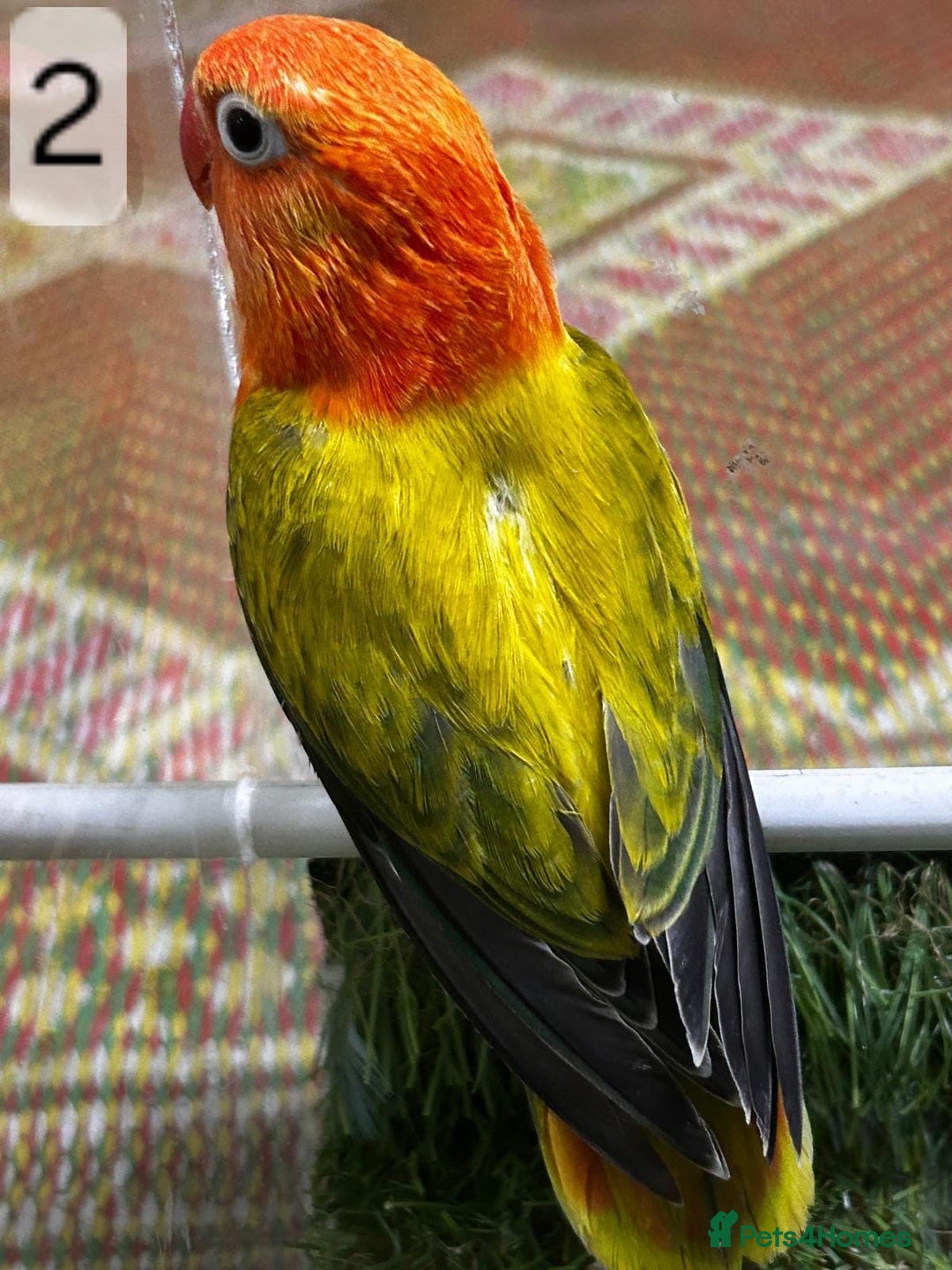 Lovebirds birds for sale: Beautiful Mutation fisher Lovebirds in Birmingham  - Advert 18