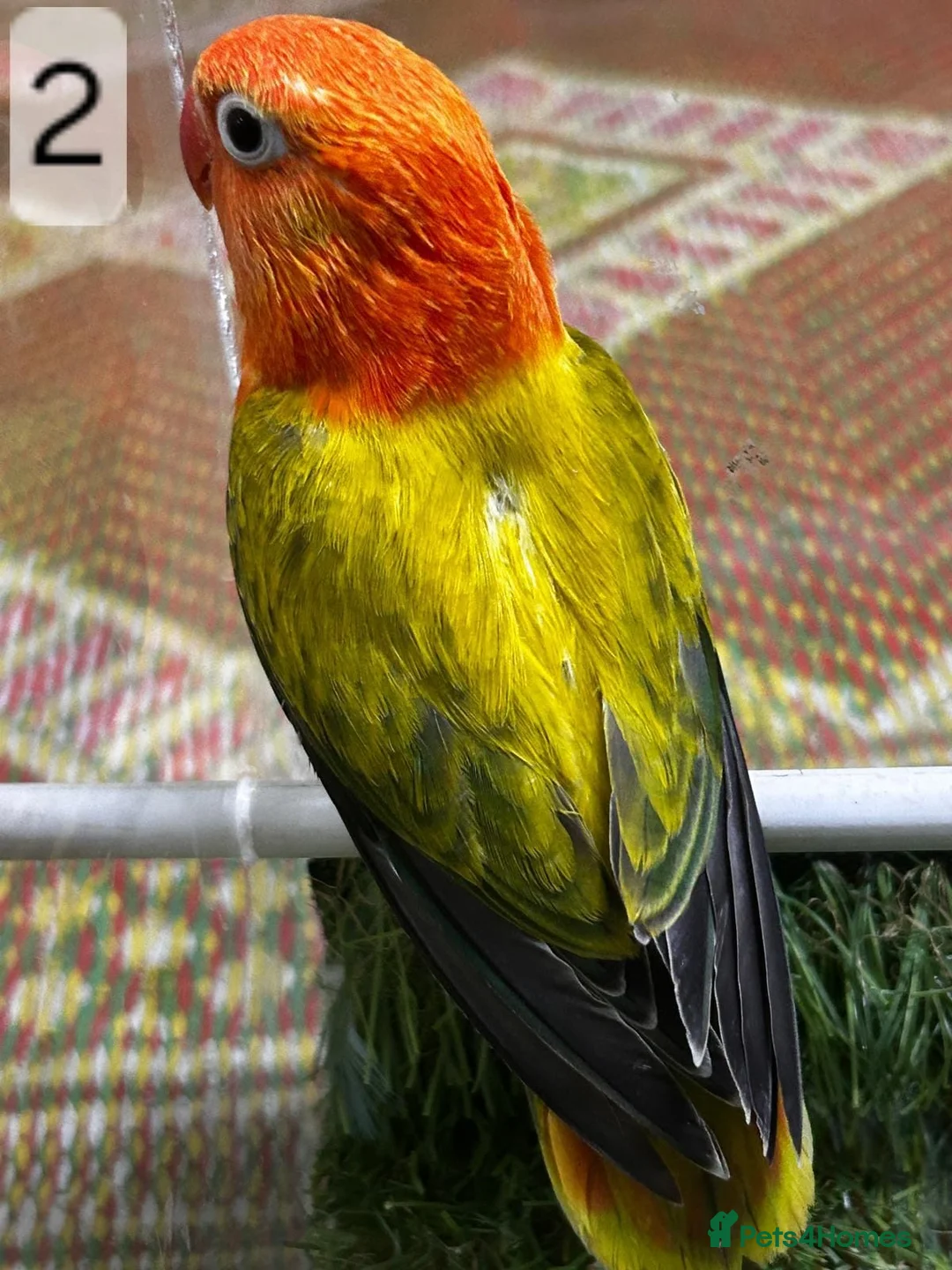 Lovebirds birds for sale: Beautiful Mutation fisher Lovebirds in Birmingham  - Advert 18