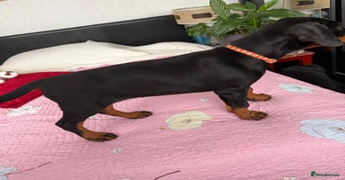Dobermann dogs - Advert 12