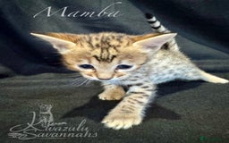 Savannah cats for sale: Exceptional Quality Tica Registr. Savannah Kittens - Image 28