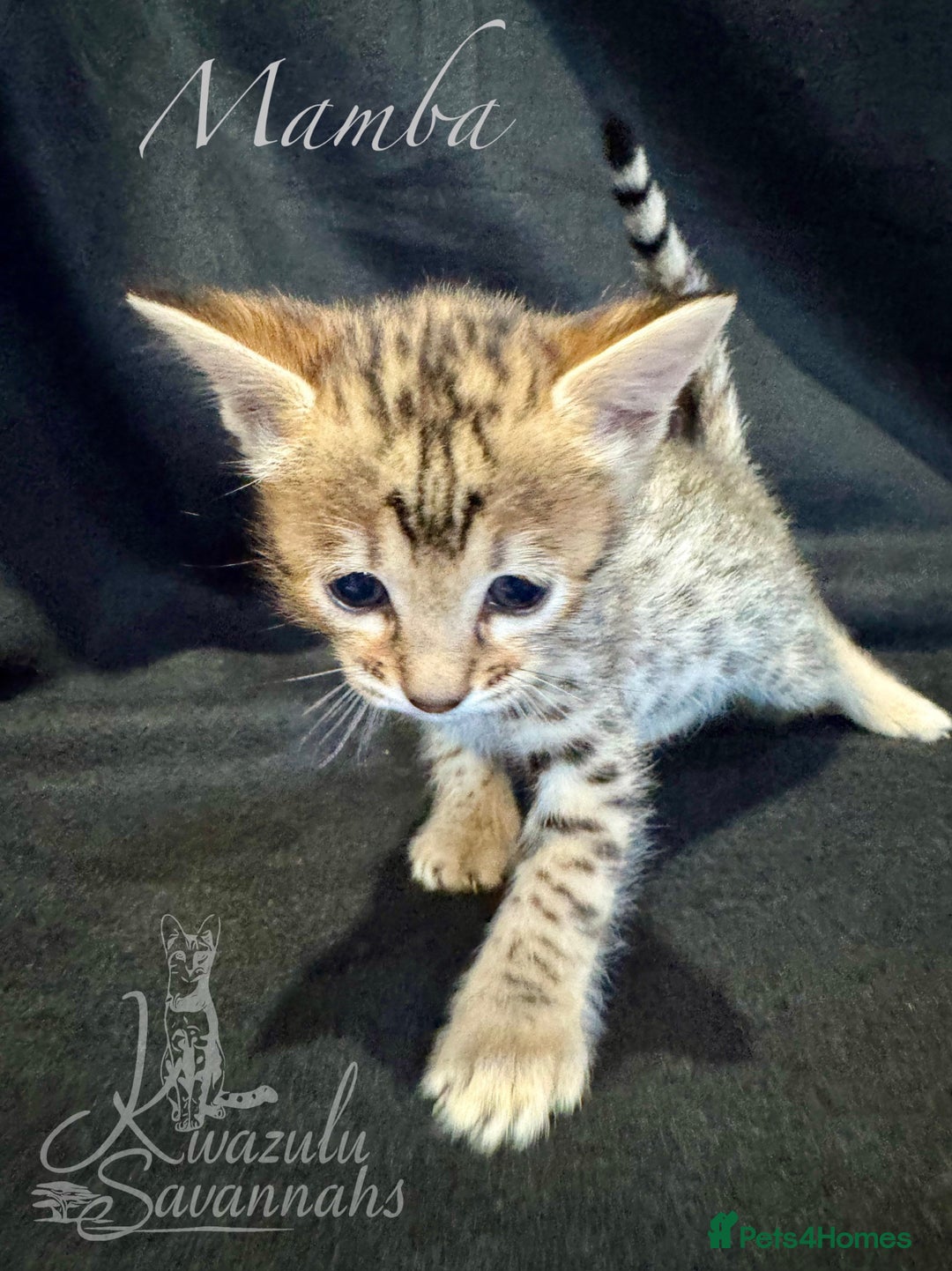 Savannah cats for sale: Exceptional Quality Tica Registr. Savannah Kittens - Image 28