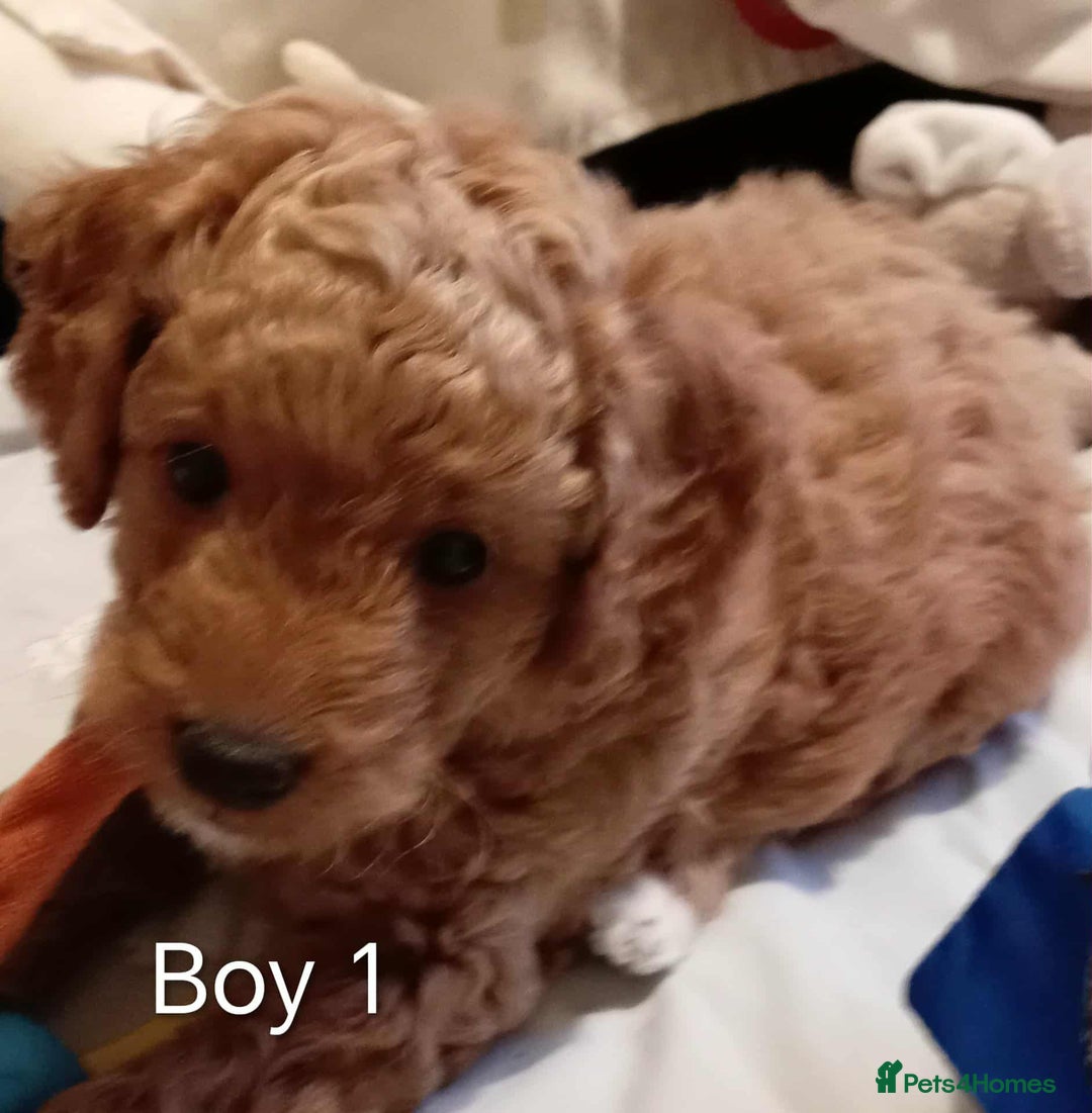 Cockapoo dogs for sale: Cockapoo - Advert 6