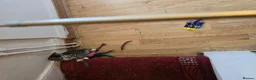 Mixed Breed cats for sale: BEAUTIFUL TABBY KITTENS - Advert 2