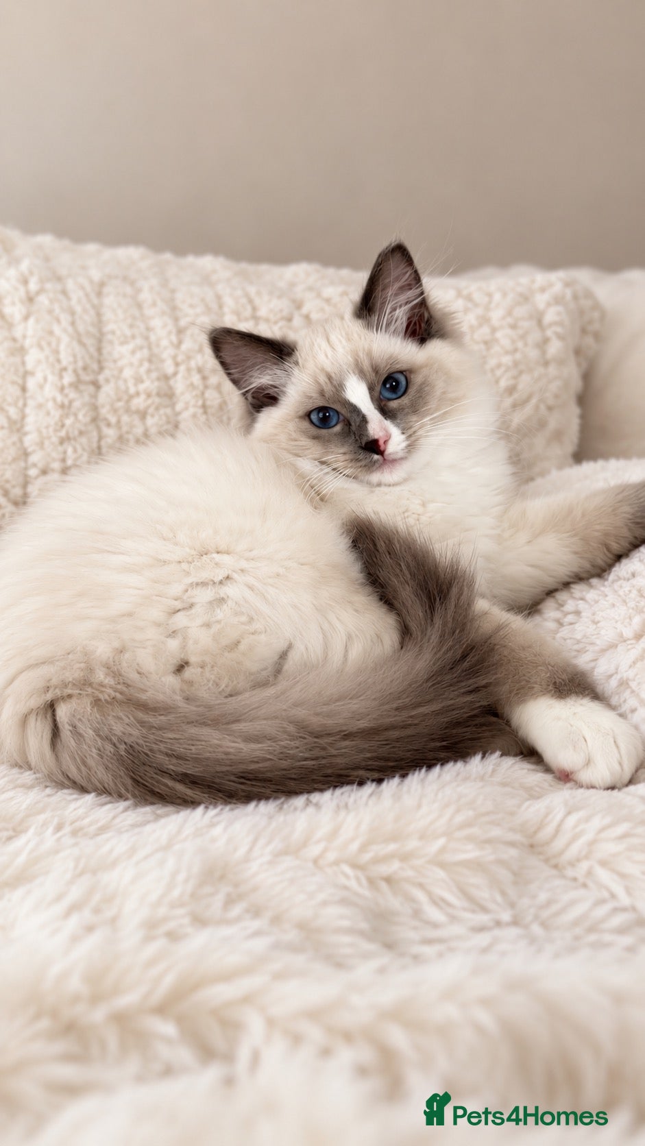 Ragdoll cats ✨READY! GCCF RAGDOLLS CHAMPION BLOODLINES - Advert 15