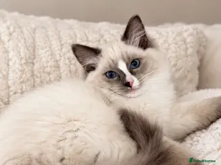 Ragdoll cats ✨READY! GCCF RAGDOLLS CHAMPION BLOODLINES - Advert 15