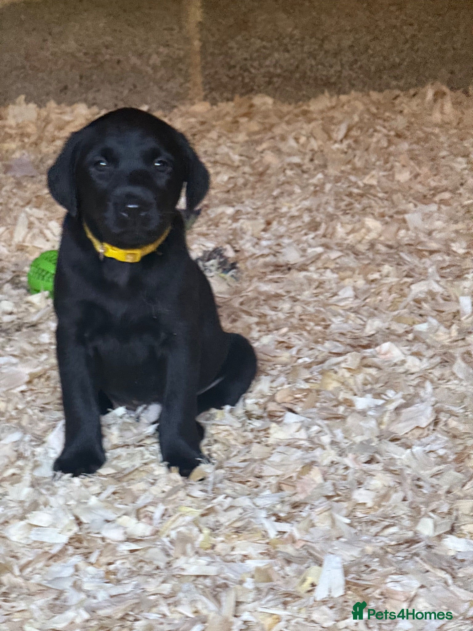Labrador Retriever dogs 🖤 KC Reg Black Lab Pups 2 Girls Available 🖤 - Advert 1