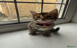 Bengal cats for sale: 6 Stunning Bengal kittens - Image 8