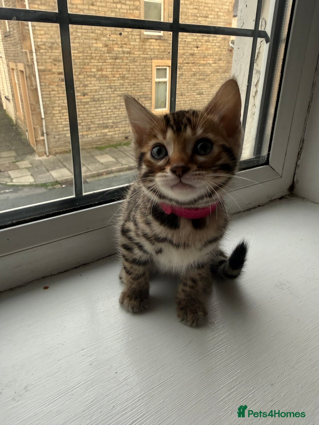 Bengal cats for sale: 6 Stunning Bengal kittens - Image 8