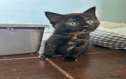Mixed Breed cats for sale: Five friendly kittens  - Image 7