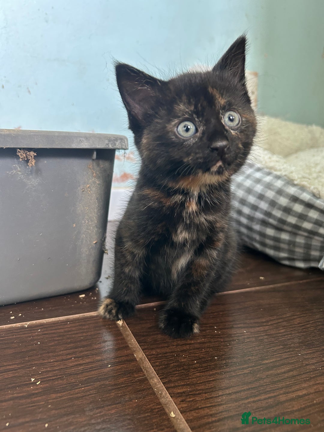 Mixed Breed cats for sale: Five friendly kittens  - Image 7