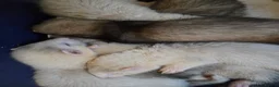 Ferret rodents for sale: Friendly Ferret Girls - Advert 3