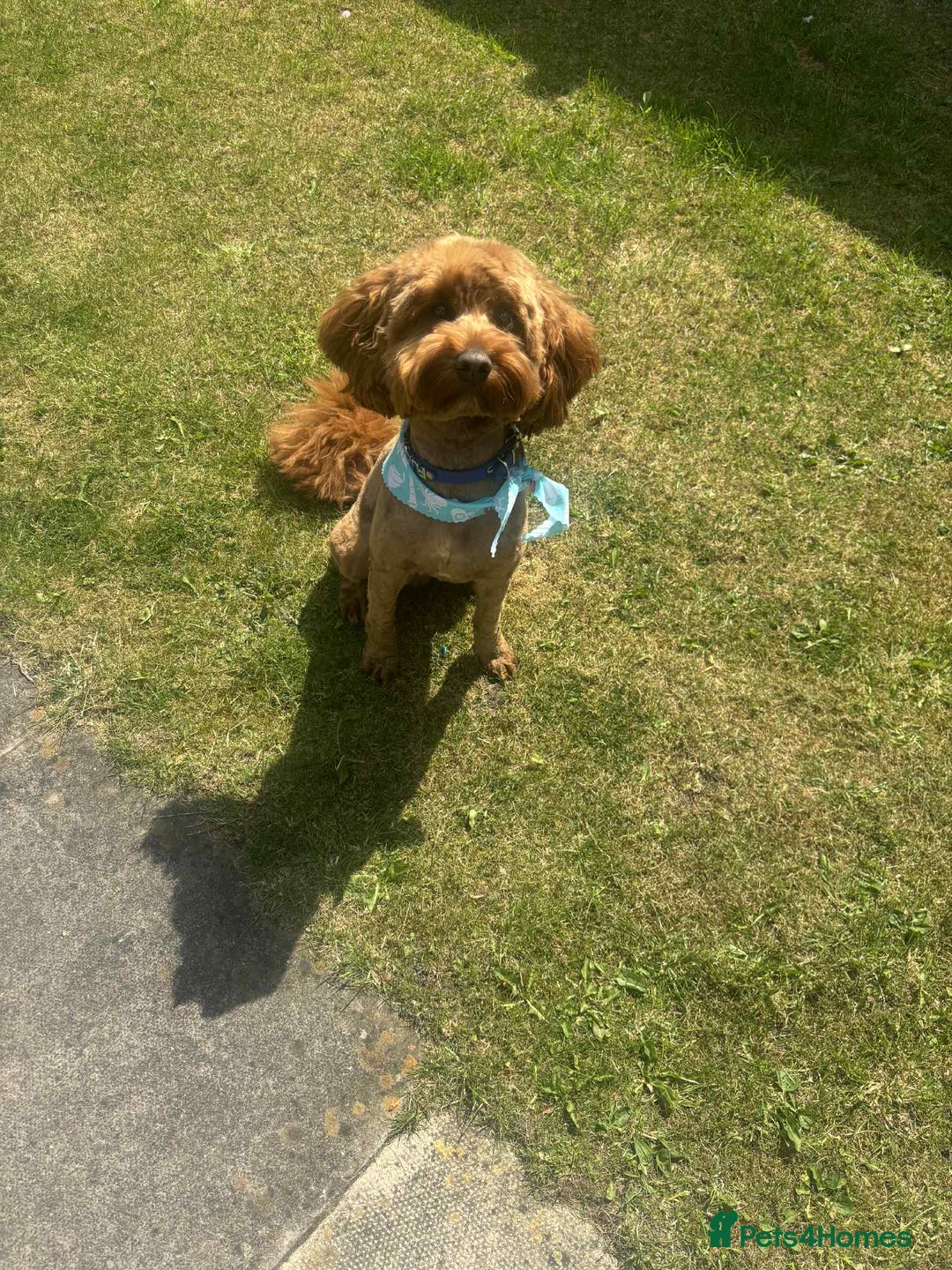 Cockapoo dogs for stud: Cockapoo  - Image 5