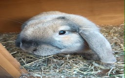 Rex rabbits for sale: English lop  - Advert 1