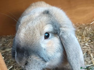 Rex rabbits English lop - Advert 19