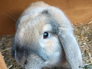 Rex rabbits English lop - Advert 8