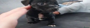 Jack Russell 1