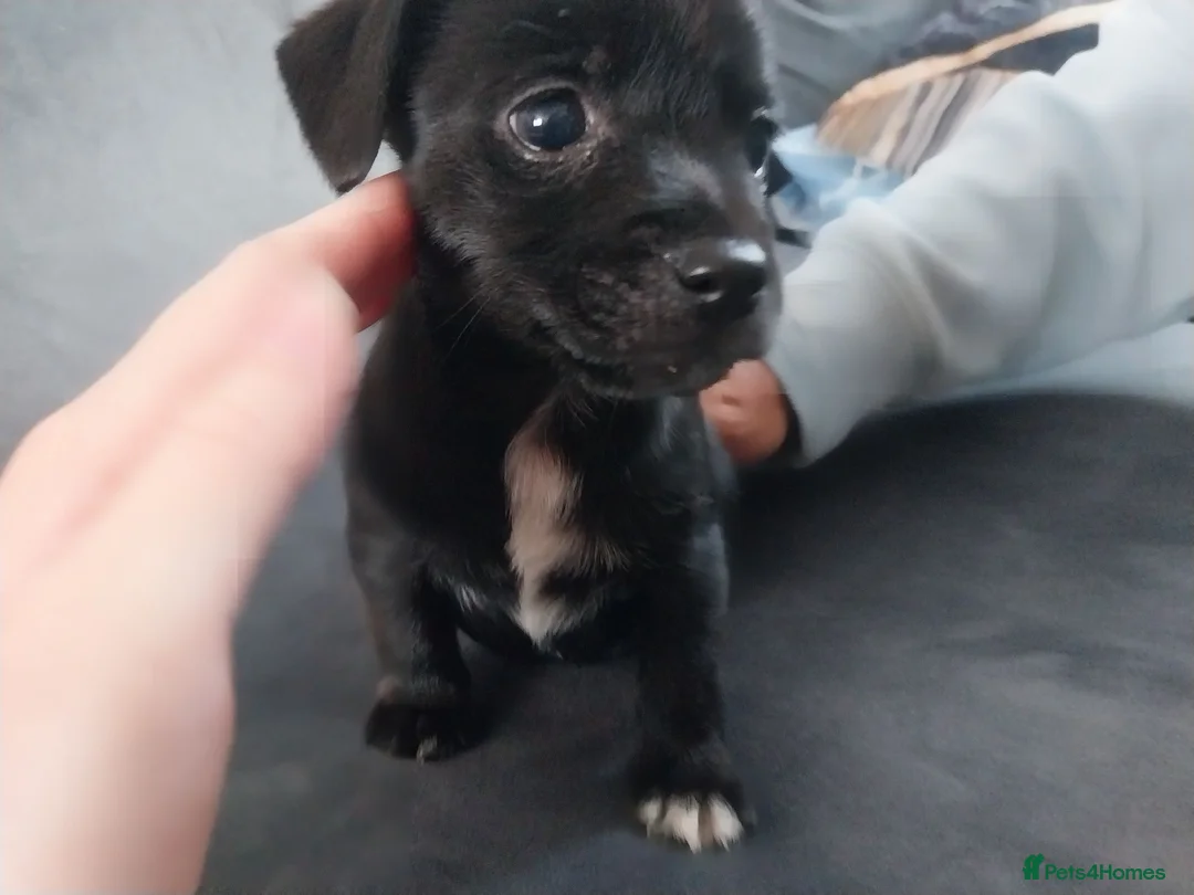 Jack Russell dogs for sale: Jack russell puppy - Advert 4