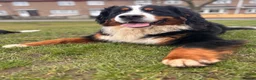 Bernese Mountain Dog dogs for sale: Bernese Mountain Dog Puppies - Advert 9