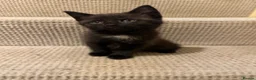 Mixed Breed cats for sale: 6 gorgeous kittens  - Advert 22