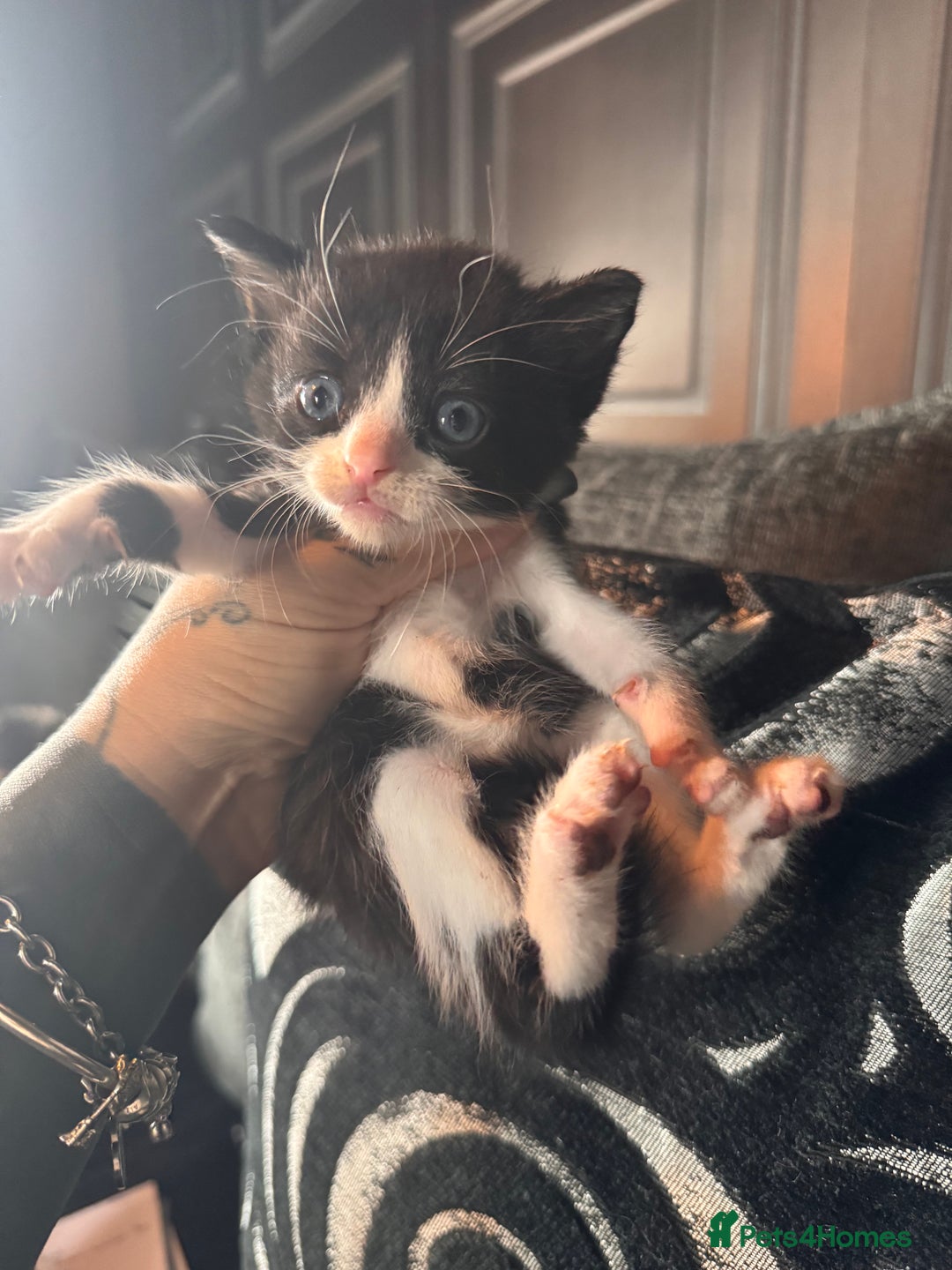 British Shorthair cats for sale: *** Absolutely Stunning Babies**** - Image 13