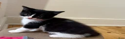 Mixed Breed cats for sale: Snowshoe kittens  - Advert 8