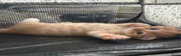 Mixed Breed cats for sale: Adorable Kittens Ready From 6th June - Advert 18