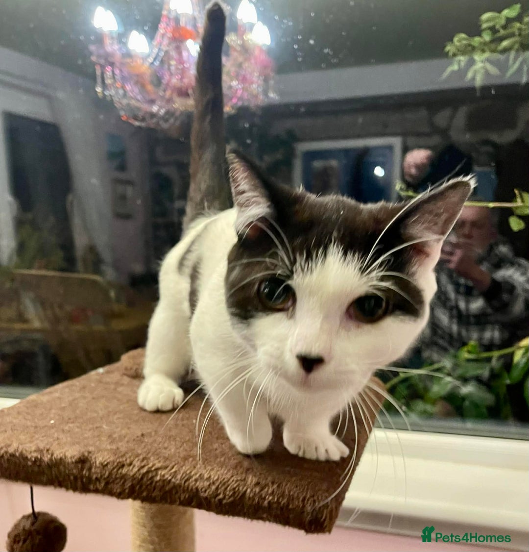 Munchkin cats for sale: Munchkin x Scottish Fold - Advert 7