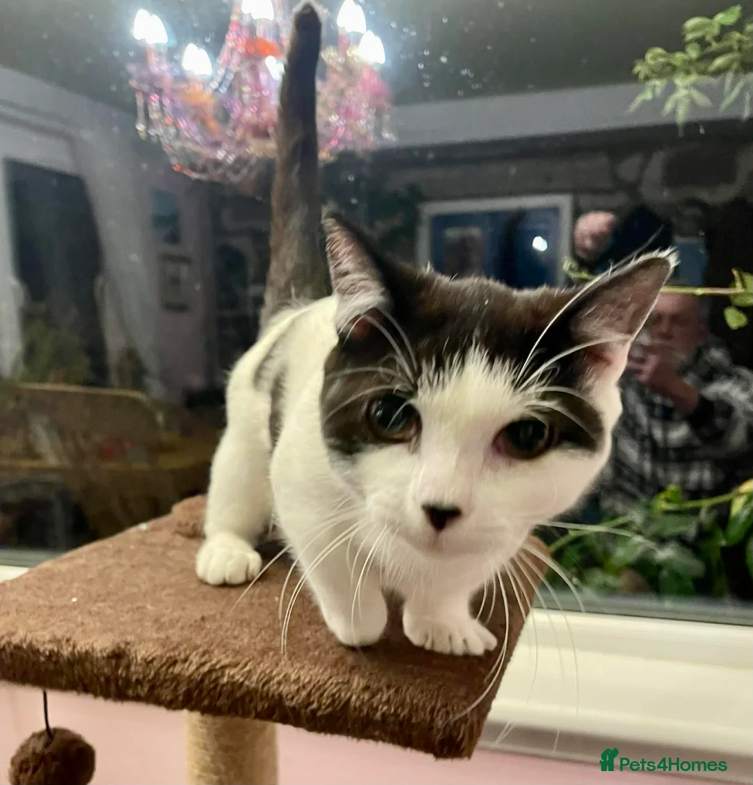 Munchkin cats for sale: Munchkin x Scottish Fold - Advert 7