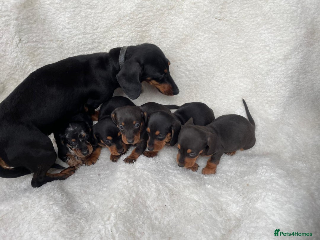 Dachshund dogs for sale: Dachshunds - Image 5
