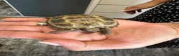 Tortoise reptiles for sale: Baby Horsfield Tortoise  - Advert 1