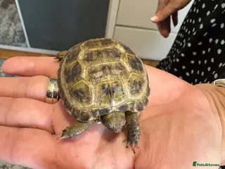 Tortoise reptiles Baby Horsfield Tortoise - Advert 1