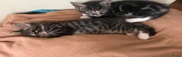 Mixed Breed cats for sale: 5 little kittens ready for loving homes  in Stanford-le-Hope - Advert 11