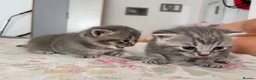 British Shorthair cats for sale: British shorthair /russian blue kittens  - Advert 31